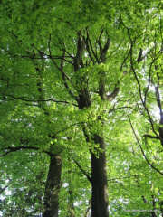 save-our-woods-greg-laver11