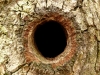 Woodpecker Hole