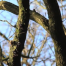 Thumbnail image for Secret Circle Woodland – a video by Jason Smalley
