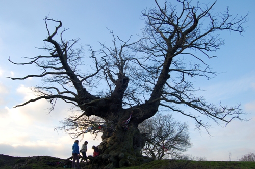 Save Our Woods | White Leaved Oak