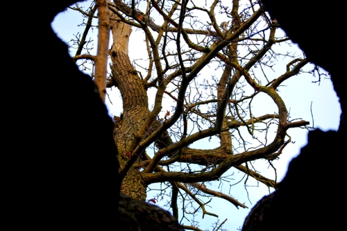 Love Trees - White Leaved Oak 2