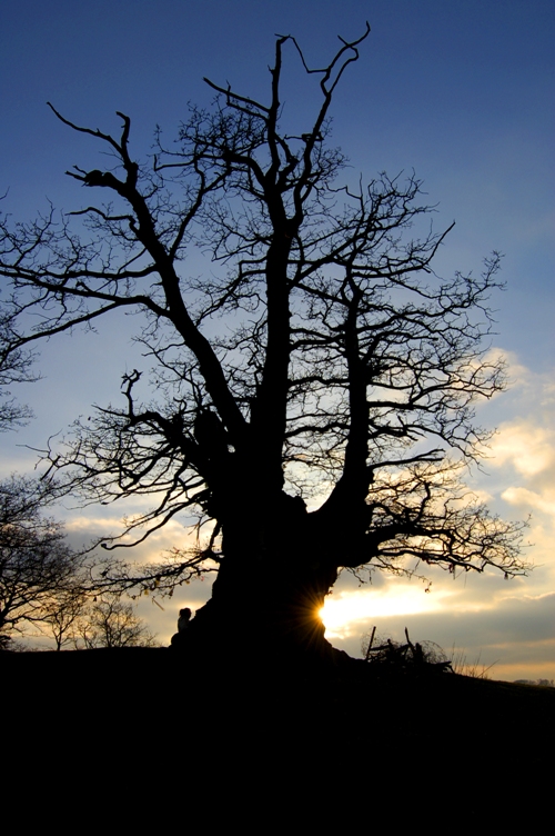 Love Trees - White Leaved Oak 3