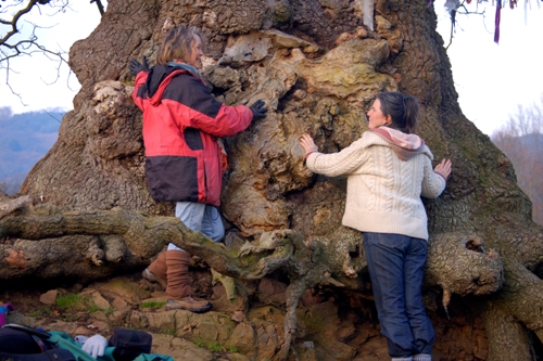 Love Trees - White Leaved Oak 4