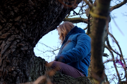 Love Trees - White Leaved Oak 6