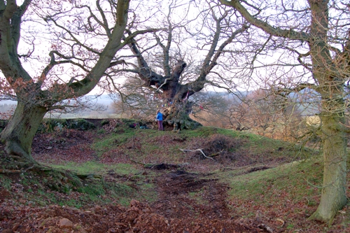 Love Trees - White Leaved Oak 7