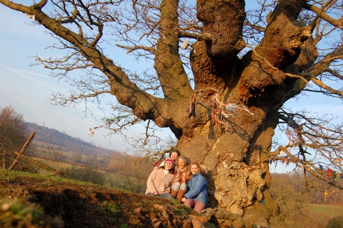 Love Trees - White Leaved Oak 8