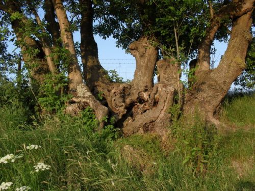 Why I Love Trees - Sara Burton - mumsmuddyducks