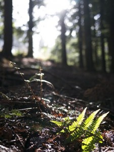Sunlight streams into conifer plantation lice Holt Forest, Surrey