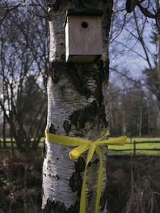 Yellow Save Our Forests Ribbon And Bird Nesting Box on Birch Tree Alice Holt Forest Surrey