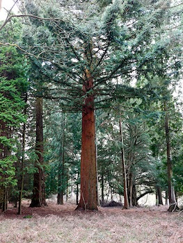 Sequoia (redwood) Alice Holt Forest, Surrey