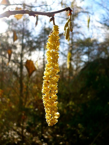 Love Trees - Hazel Catkin - Nick Gallop 3