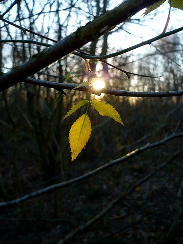 Love Trees - Leafy Sun - Nick Gallop 5