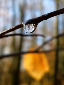 Love Trees - Trees In A Raindrop - Nick Gallop 6