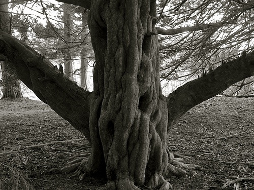 Love Trees - Twisty Yew - Nick Gallop 7