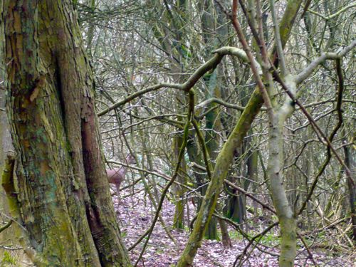 Love Trees - Roe Buck