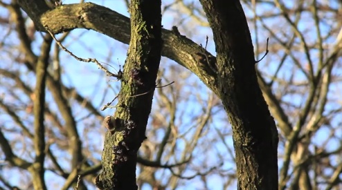 Post image for Secret Circle Woodland – a video by Jason Smalley
