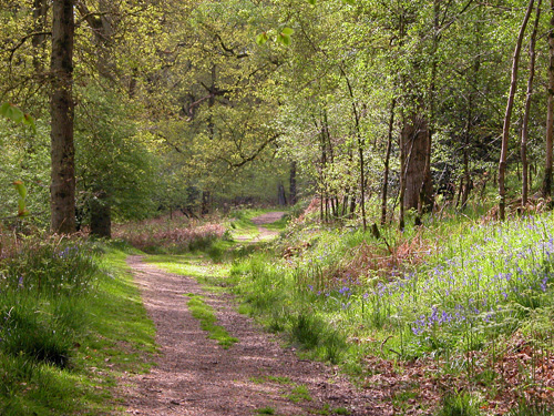 Download this Nagshead Nature Reserve The Forest Dean picture