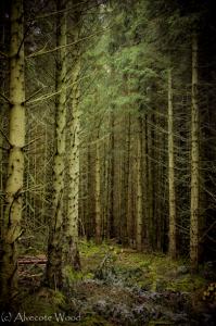 clocaenog_forest